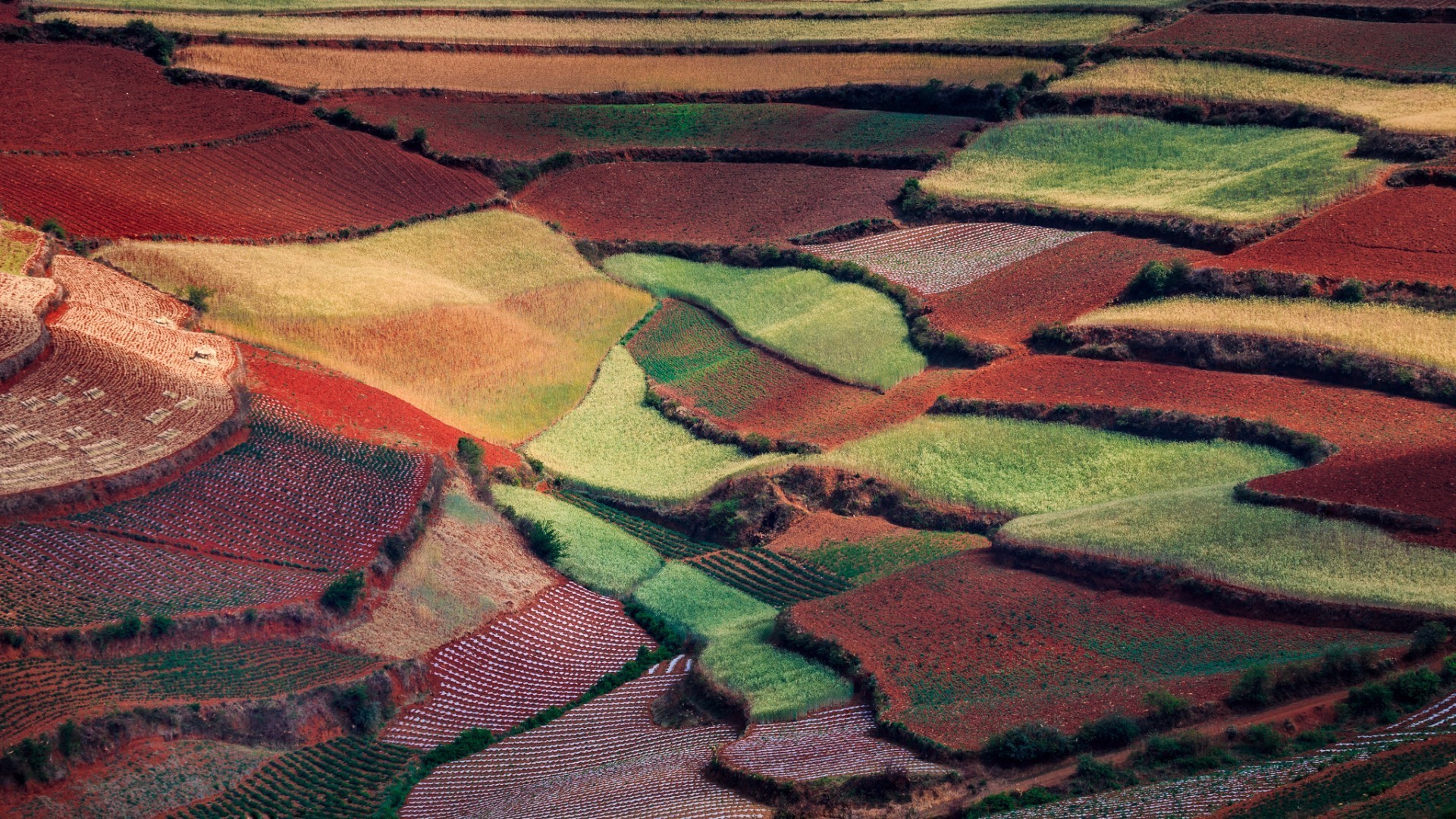 felder wiesen und täler bebautes land muster landschaft textur desktop landwirtschaft bauernhof umwelt