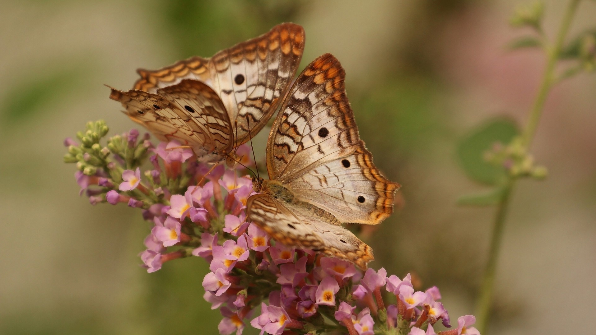 animales mariposa naturaleza insecto flor vida silvestre al aire libre flora jardín verano animal salvaje pequeño ala hoja invertebrados color hermoso delicado lepidópteros