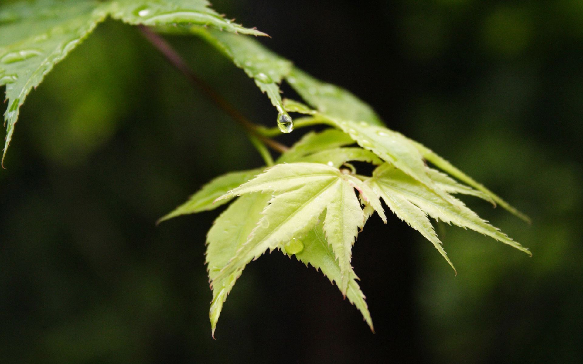 primavera hoja naturaleza flora al aire libre jardín verano primer plano crecimiento medio ambiente árbol color exuberante rama brillante luz hierba cerca marihuana