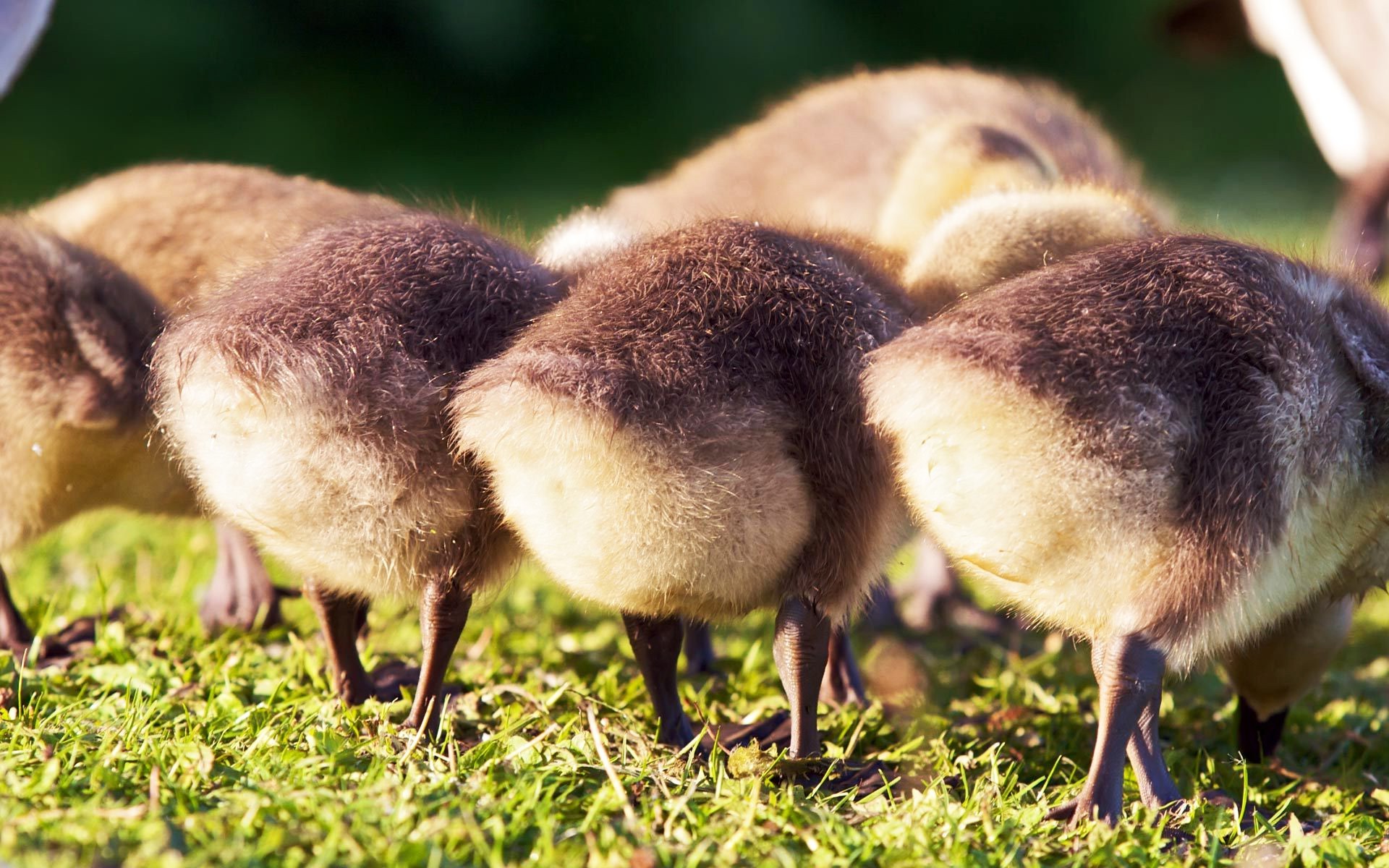 animals goose grass nature wildlife animal outdoors bird dame little wild poultry young farm cute two