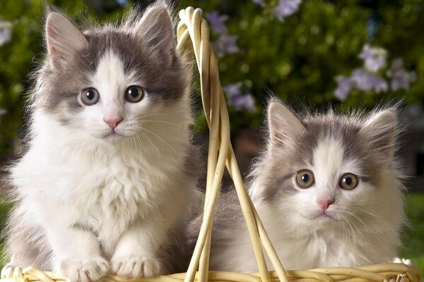 Chatons mignons dans un panier de paille