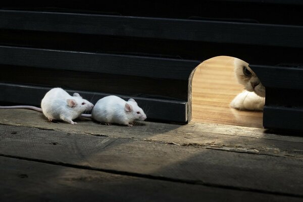 El gato caza ratas blancas