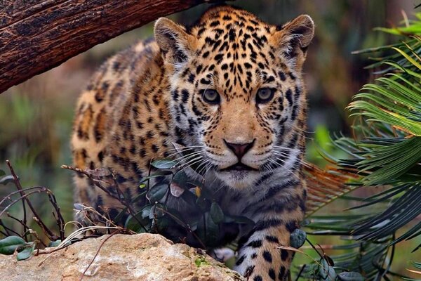 Majestic leopard in the wild