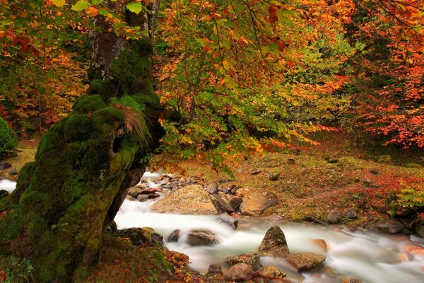 Waterfall in the autumn forest