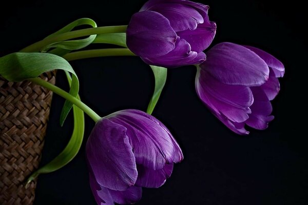 Purple tulips on a black background