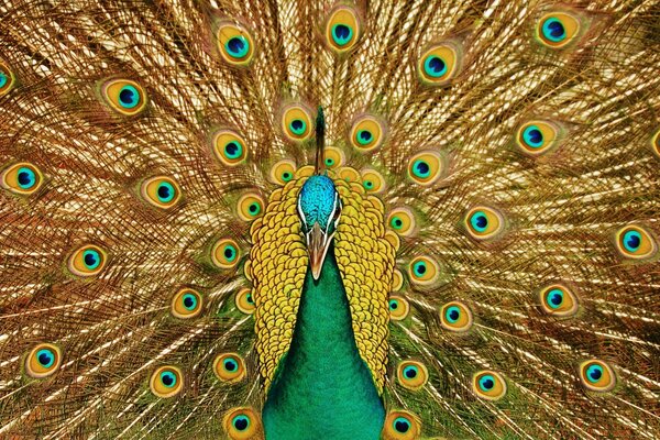 The humble peacock has spread his tail