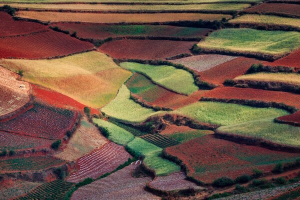 Cores coloridas de outono dos campos de semeadura