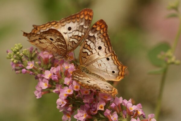 Two butterflies eat nectar from one pink flower