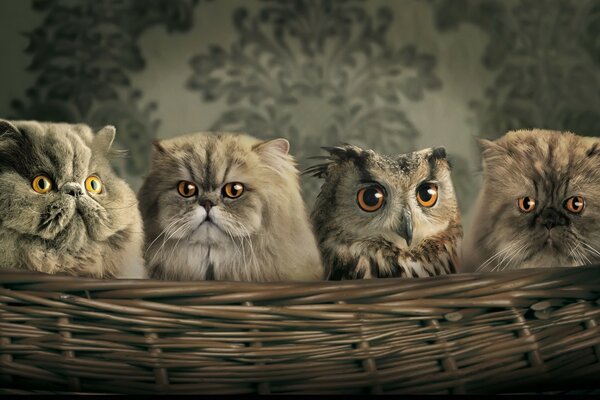 Find 10 differences between cats and an owl