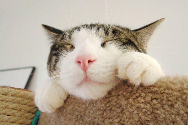 El gato se acuesta con los ojos cerrados