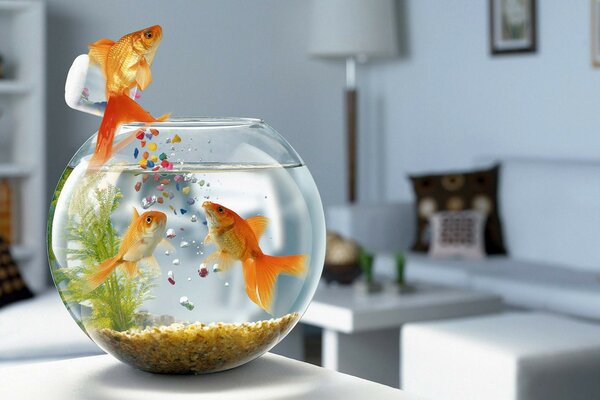 Aquarium with fish in the comfort of an apartment