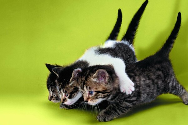 Tres hermanos-gatito concebido otra broma