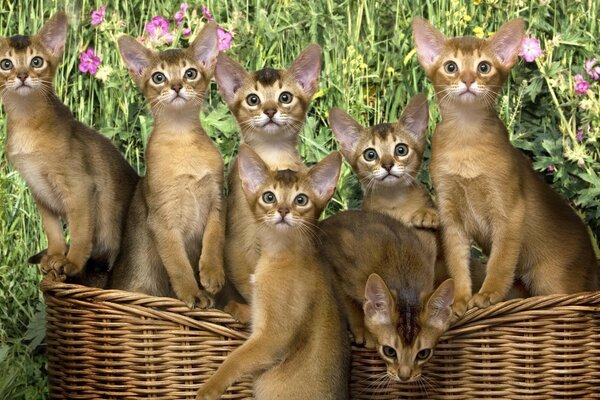 Cute kittens in wicker baskets