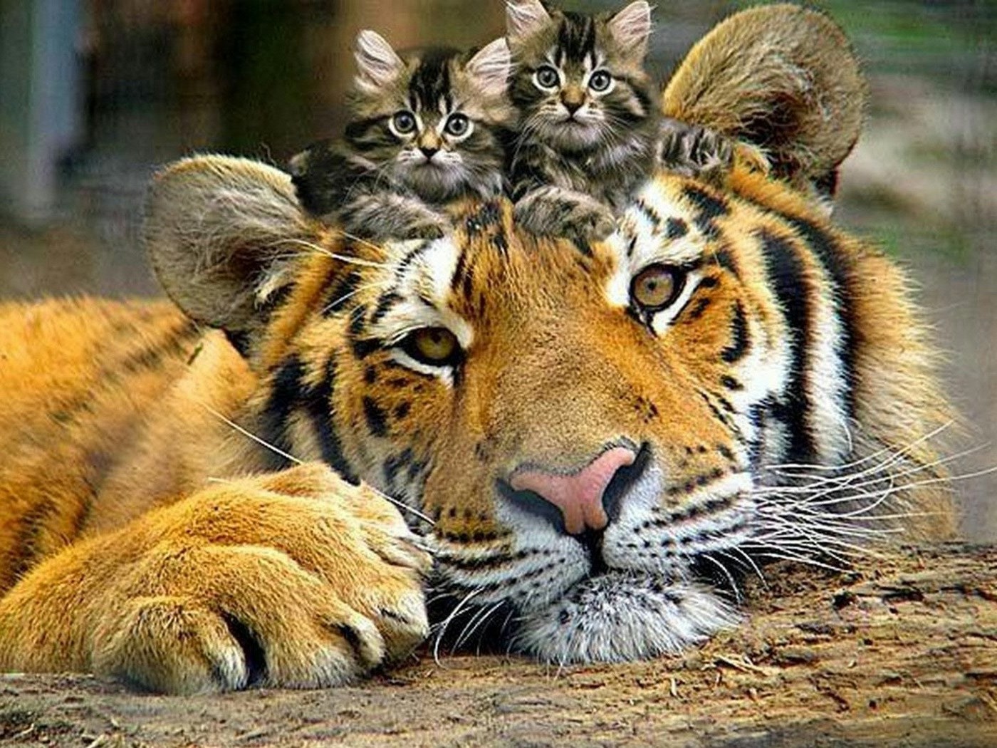 animales gato vida silvestre animal mamífero salvaje depredador naturaleza zoológico carnívoro cazador piel safari selva tigre grande