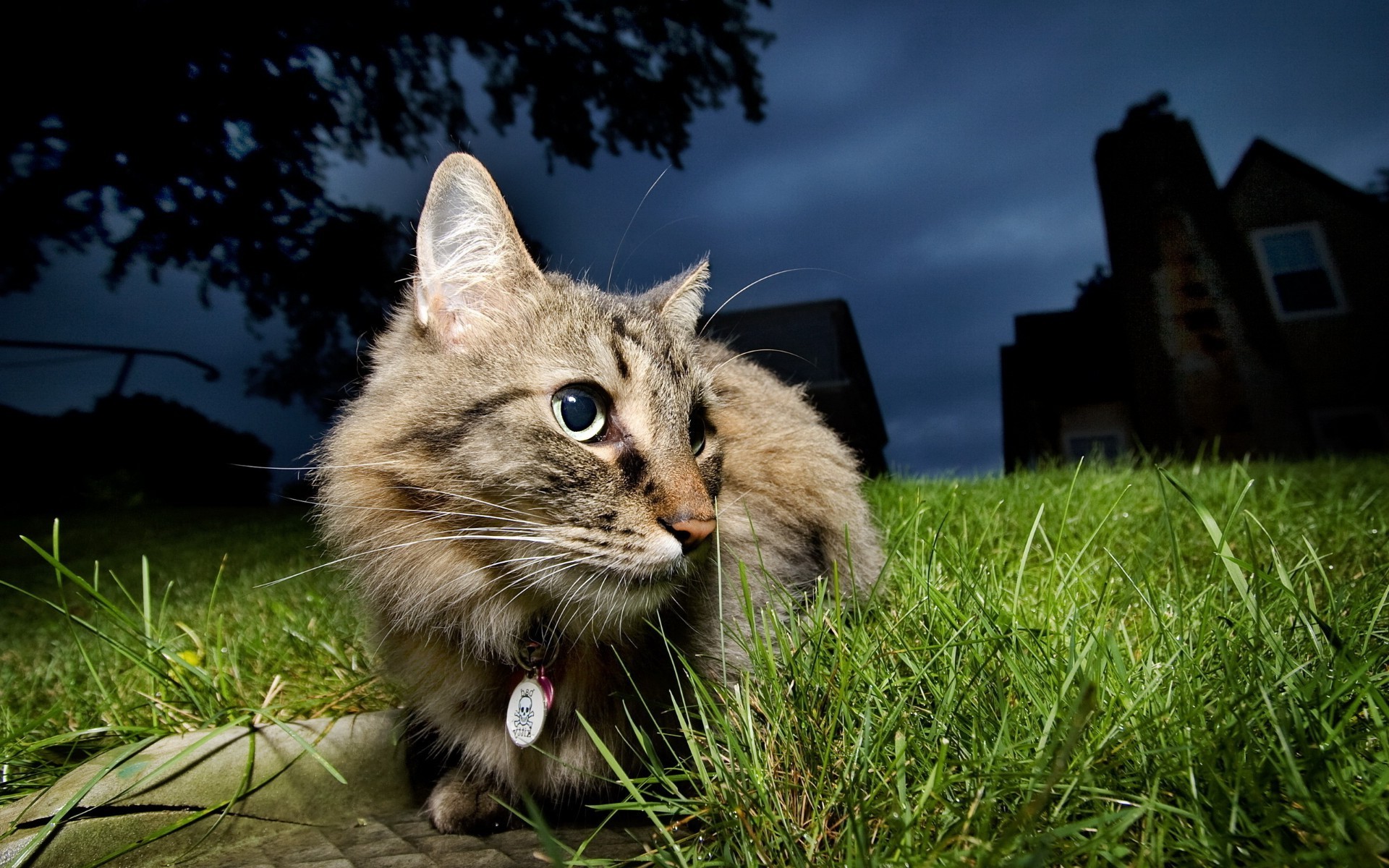 gatti erba animale natura gatto mammifero carino animale domestico