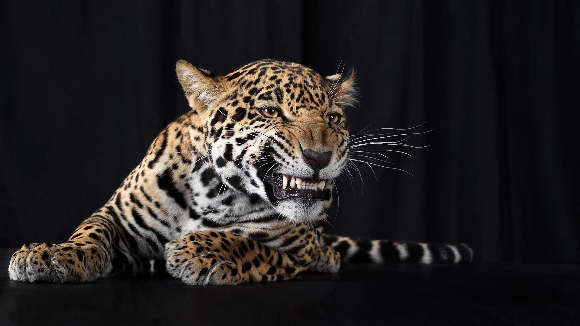 animais gato vida selvagem mamífero leopardo tigre predador perigo animal pele selva jardim zoológico comedor de carne caçador zangado agressão retrato selvagem olho