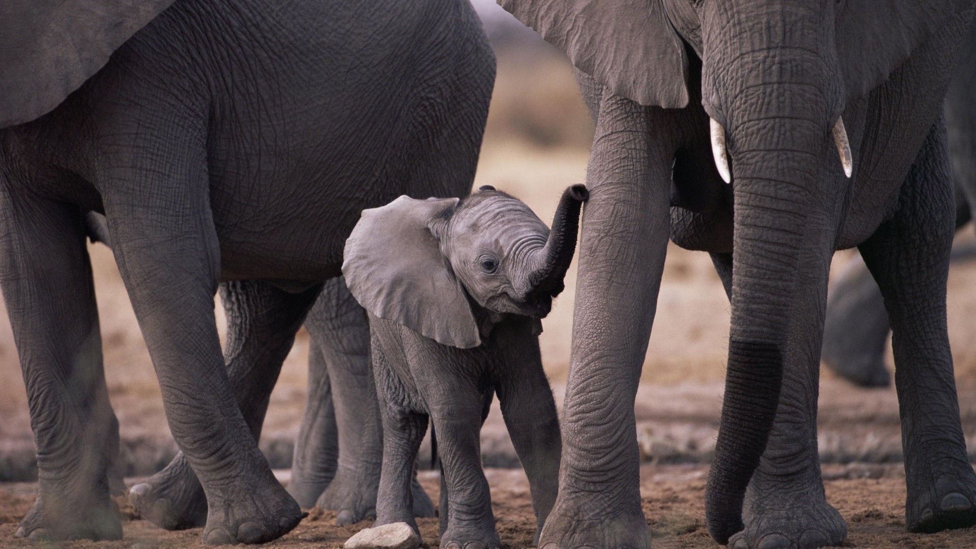 elephants elephant mammal wildlife trunk zoo strength group outdoors nature park