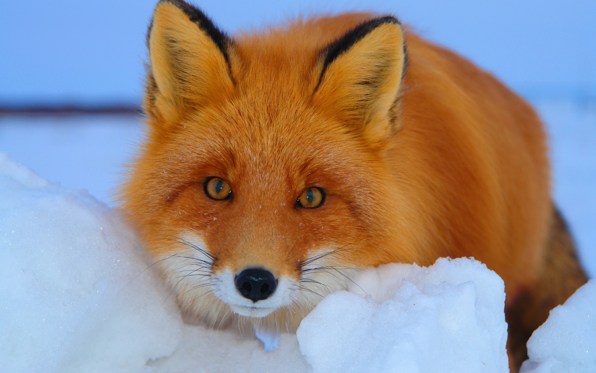 renard mammifère faune neige mignon fourrure animal