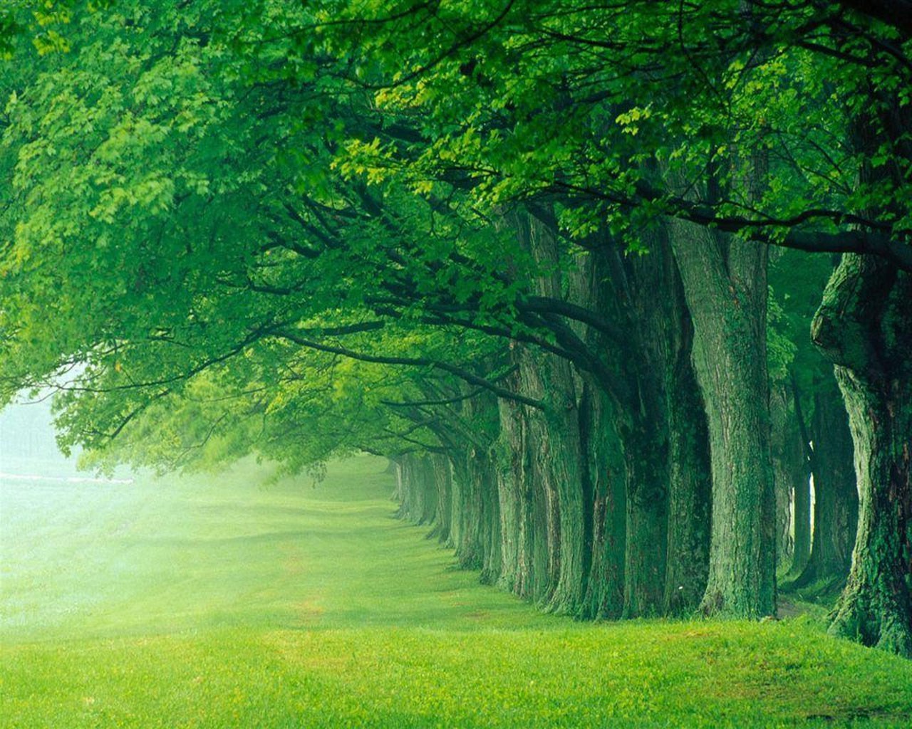 verão madeira árvore paisagem natureza folha amanhecer grama névoa névoa parque sol exuberante bom tempo outono ao ar livre campo guia paisagens