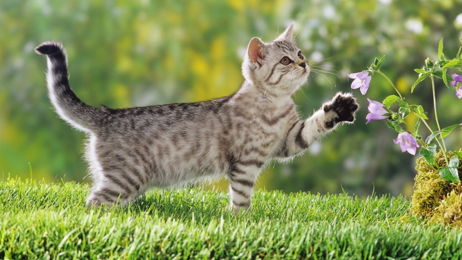 katze tier katze gras niedlich säugetier inländische natur haustier kätzchen wenig fell junge flaumig neugierig liebenswert kind porträt ansicht rasse flauschig