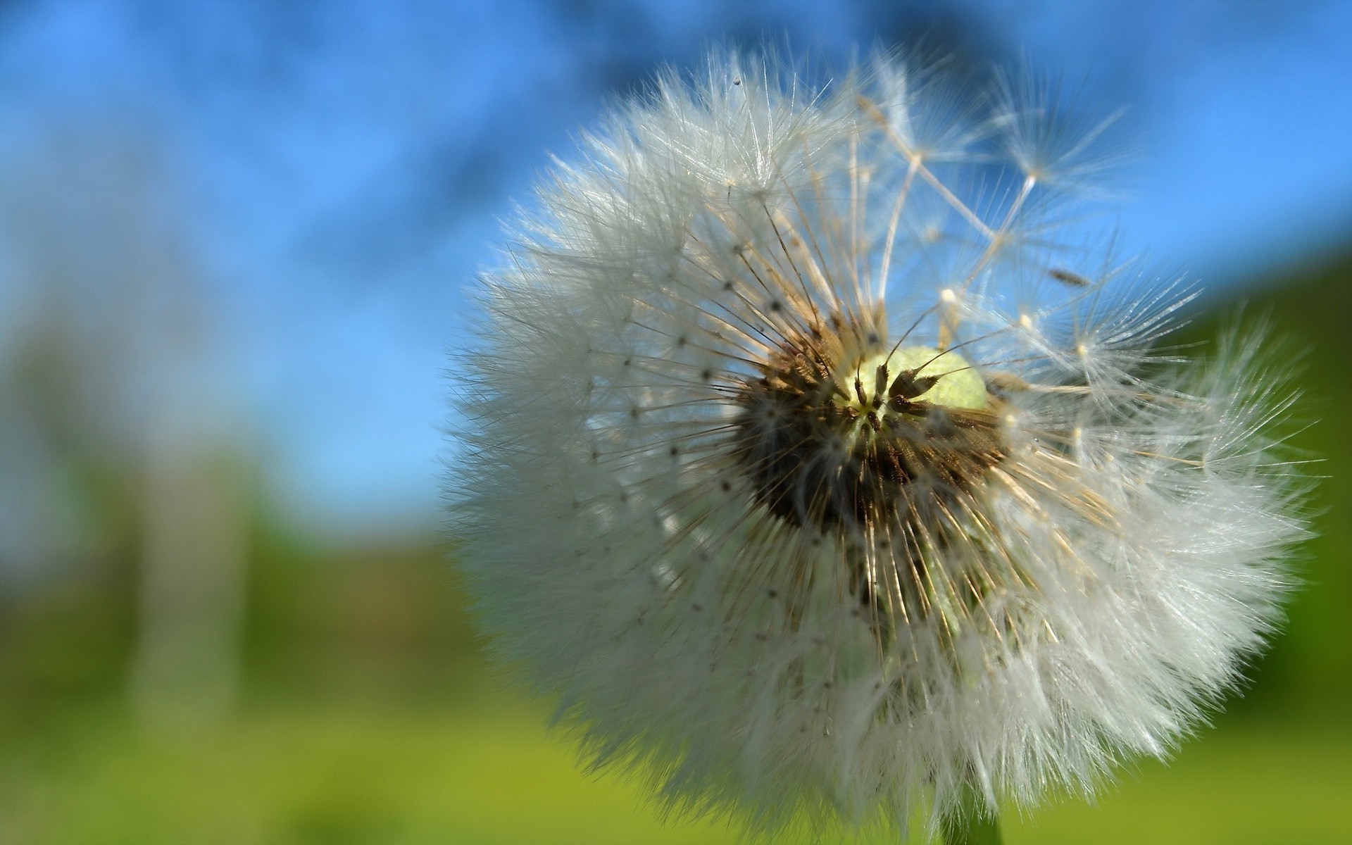 flowers dandelion nature flower flora summer downy seed growth grass garden outdoors close-up hayfield season delicate bright color head pollen