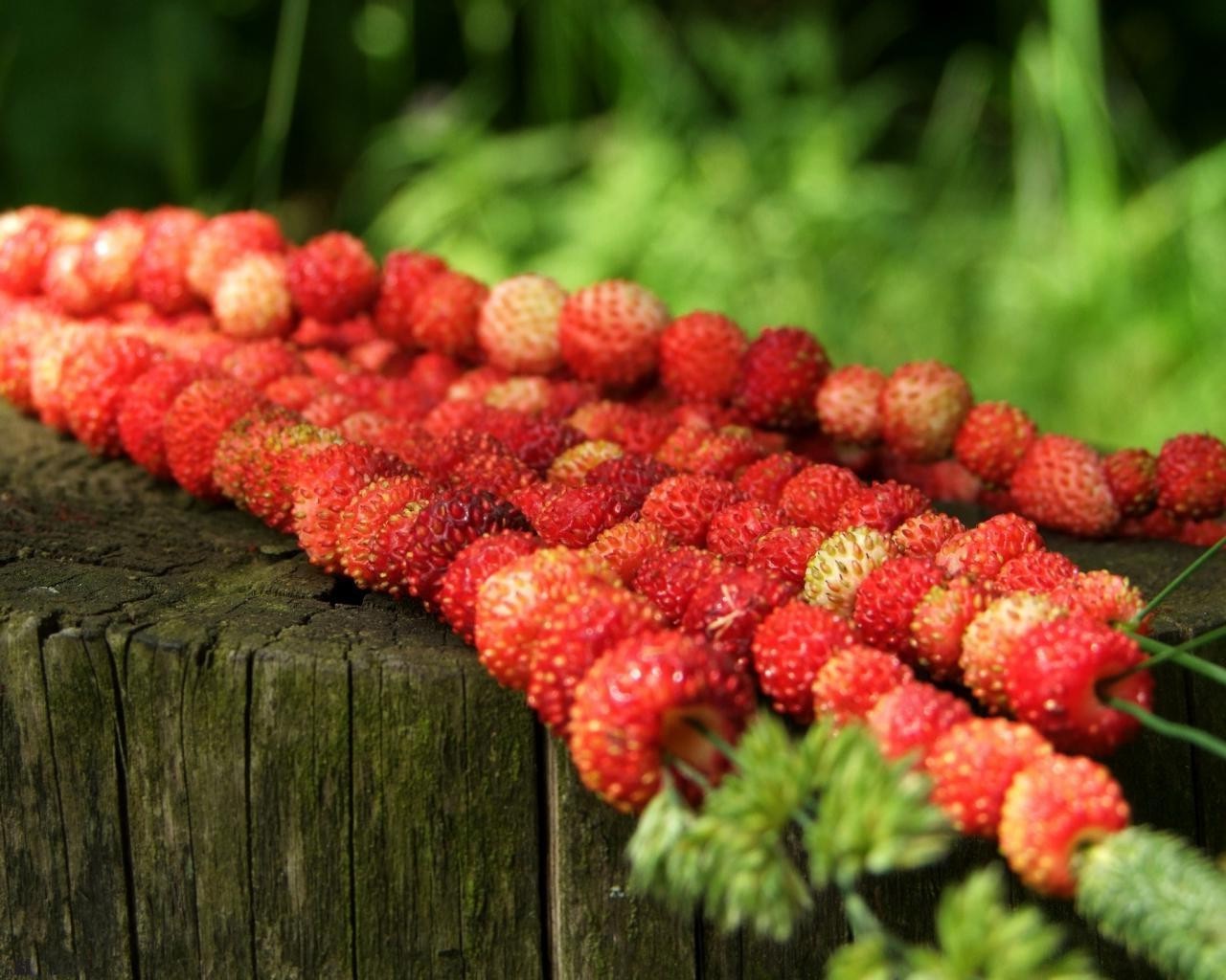 bacche cibo frutta natura crescere albero bacca giardino sano foglia colore agricoltura primo piano desktop flora all aperto raccolto stagione pascolo estate