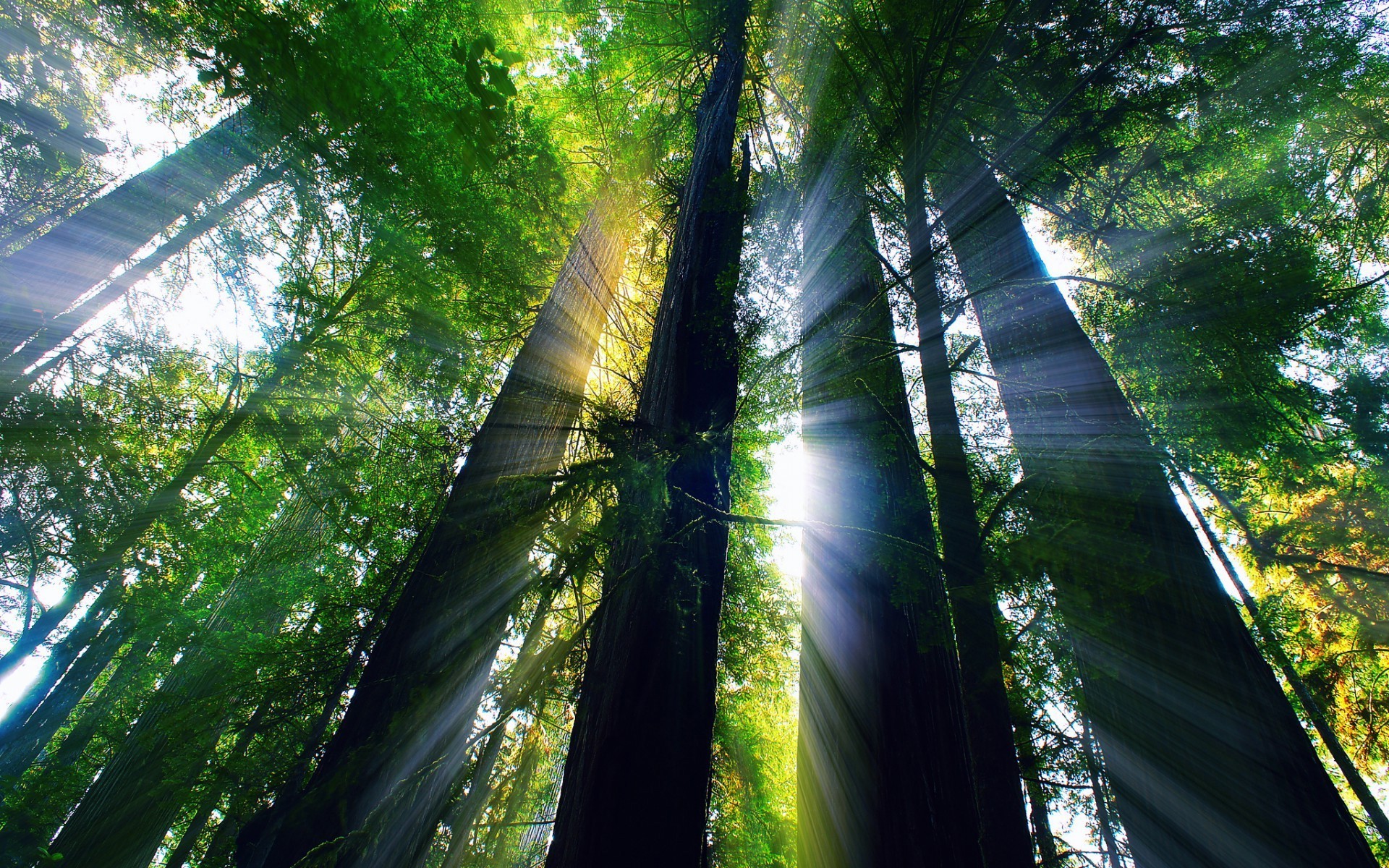 foresta legno albero foglia natura paesaggio luce parco ambiente guida foresta pluviale