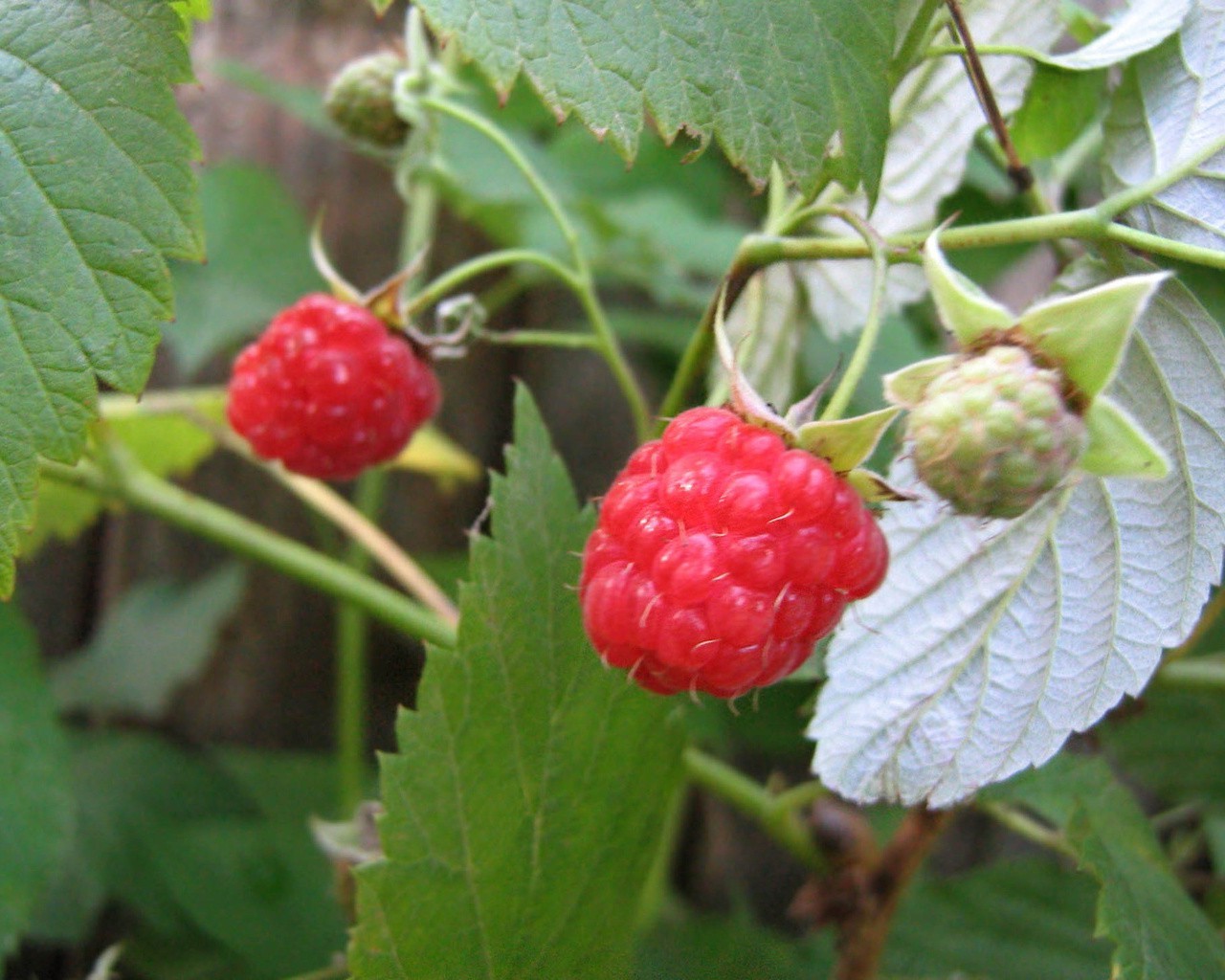 bacche frutta bacca cibo pasticceria sano foglia delizioso lampone delizioso dieta succosa natura giardino dolce pascolo salute estate raccolto freschezza nutrizione