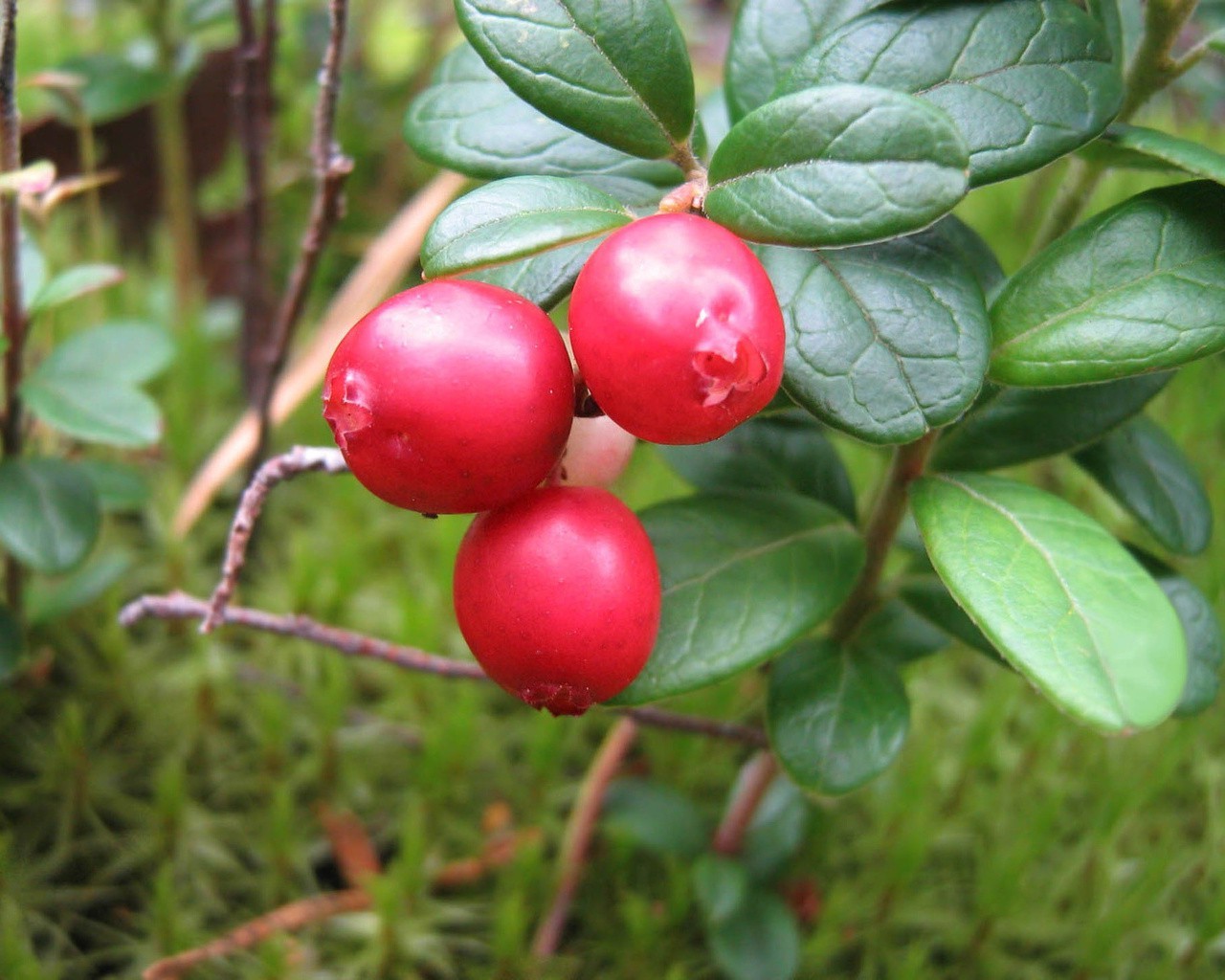 beeren blatt natur obst essen beere weide garten baum strauch saftig sommer zweig herbst schließen ernte gesundheit flora