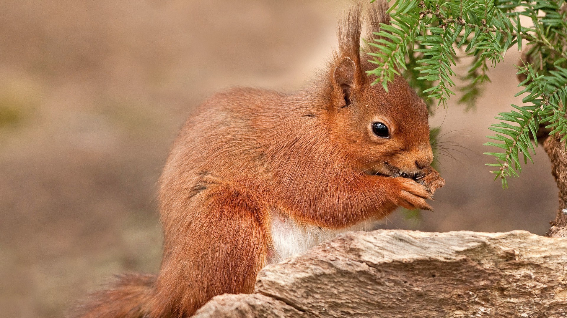 écureuil la faune la nature mammifère mignon écureuil sauvage rongeur à l extérieur fourrure animal s asseoir parc bois