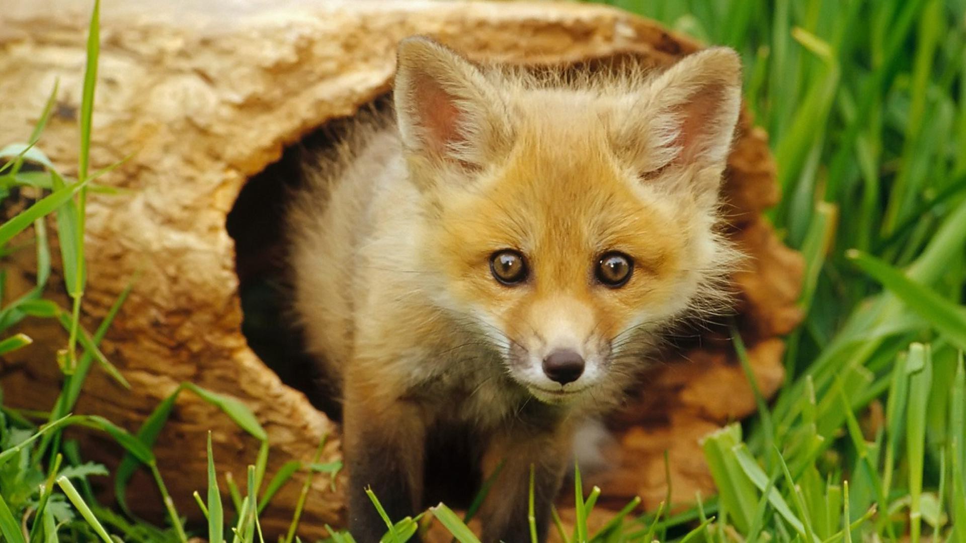 raposas fofa grama natureza animal pequeno mamífero vida selvagem pele jovem ao ar livre