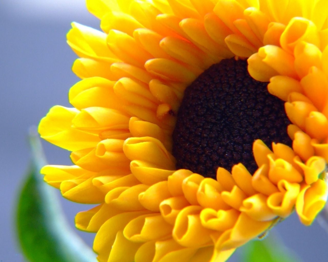 sunflowers nature summer flora bright close-up color leaf flower