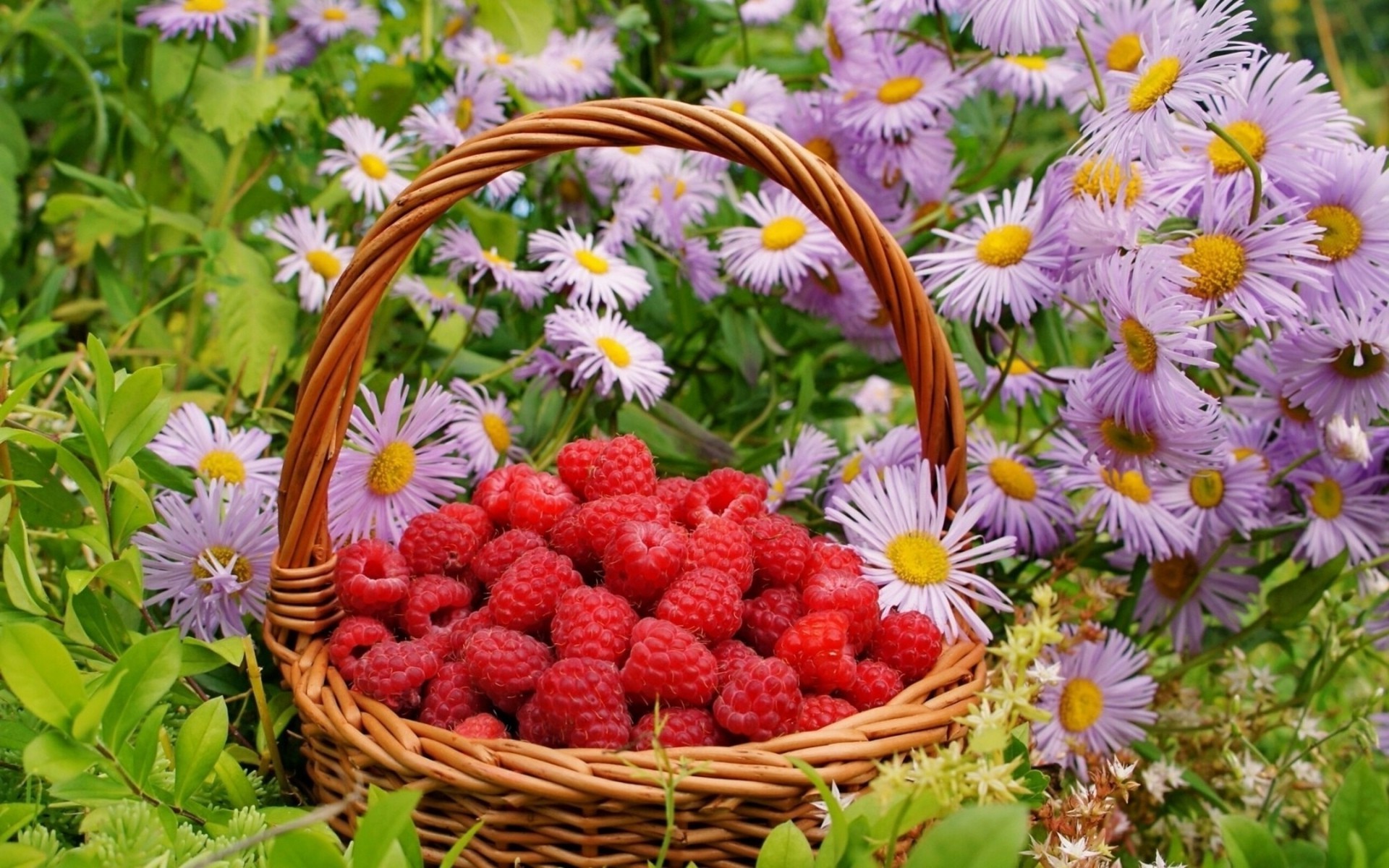 obst natur blume garten flora sommer schließen blatt farbe frische blumen blühen hell