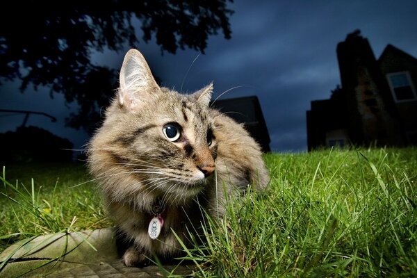 Katze Poltergeist auf dem grünen Rasen