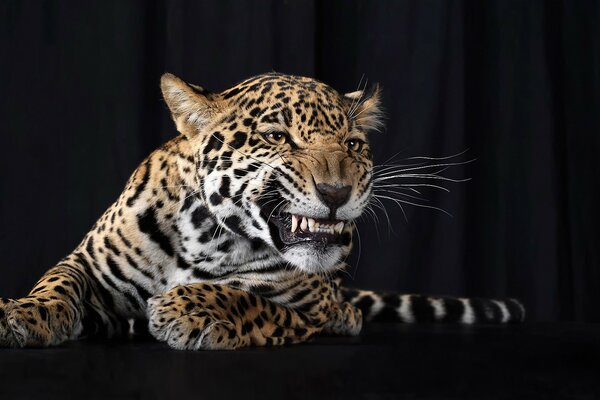 Portrait of a snarling leopard on a black background