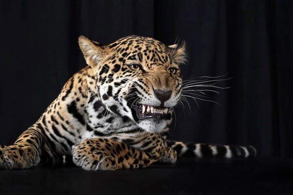 Ritratto di leopardo ringhiante su sfondo nero