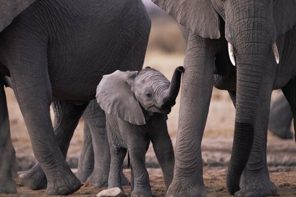 A baby elephant surrounded by his parents