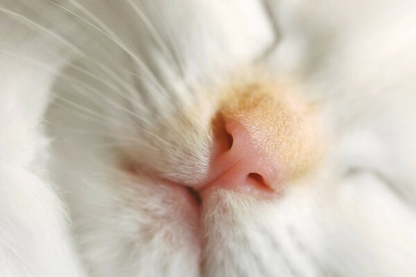 The muzzle of a sleeping white kitten