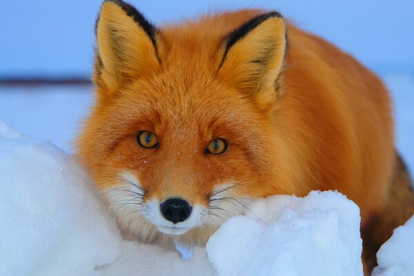 A fox in the snow stares intently at the lens