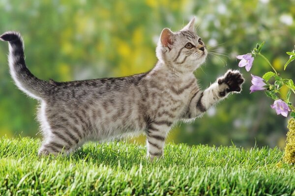 Gatito en la hierba verde con campanas