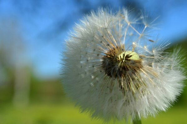 Doğada karahindiba makro fotoğrafçılığı