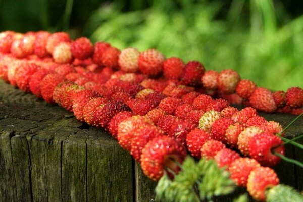 Strawberries in the form of a barbecue on a stick