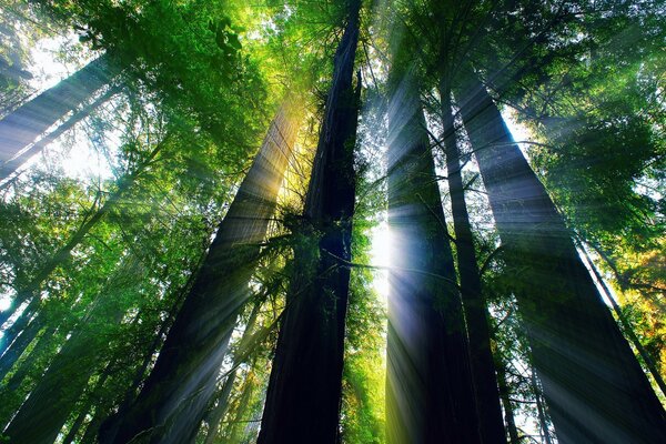 Die Sonnenstrahlen brechen durch die dichte Vegetation des Waldes