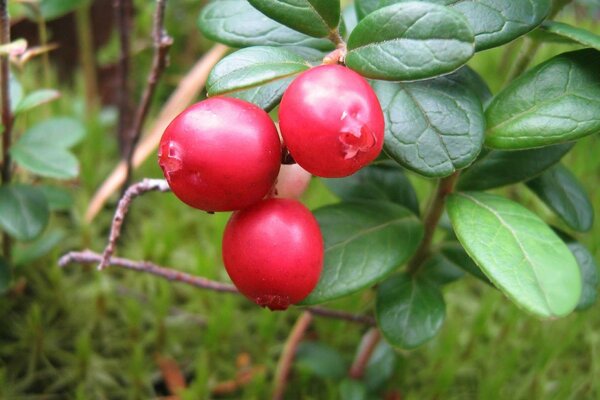 Beautiful photo of ripe berries