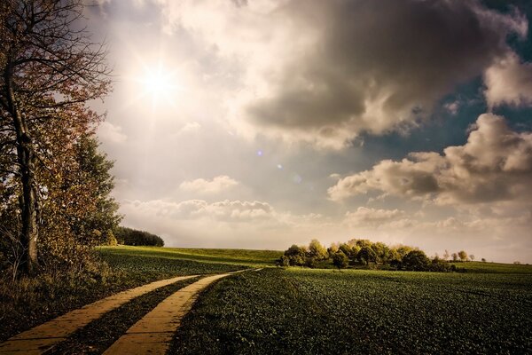 Camino a través de un campo de hierba verde