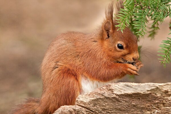 Mammalian squirrels in the wild