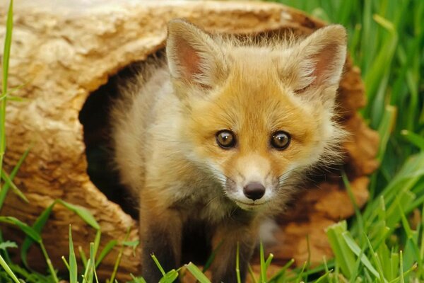 A fox cub climbs out of an old hollow tree