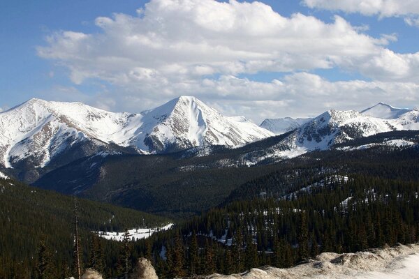 Forest on the background of mountain peaks