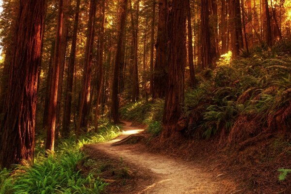 La belleza del bosque de verano es fascinante