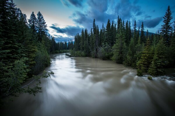 Ein Fluss mit trübem Wasser inmitten eines grünen Tannenwaldes